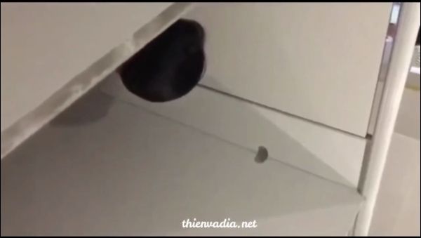 Ck đi đám cưới gặp nyc rủ nhau vào wc chịch