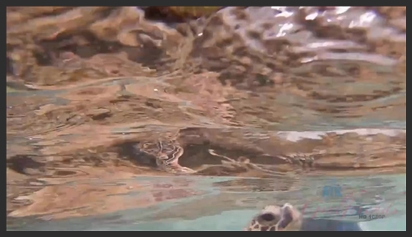 Chở em ghệ mông to mới quen vào rừng Trả bài tới tấp phim sex khong che